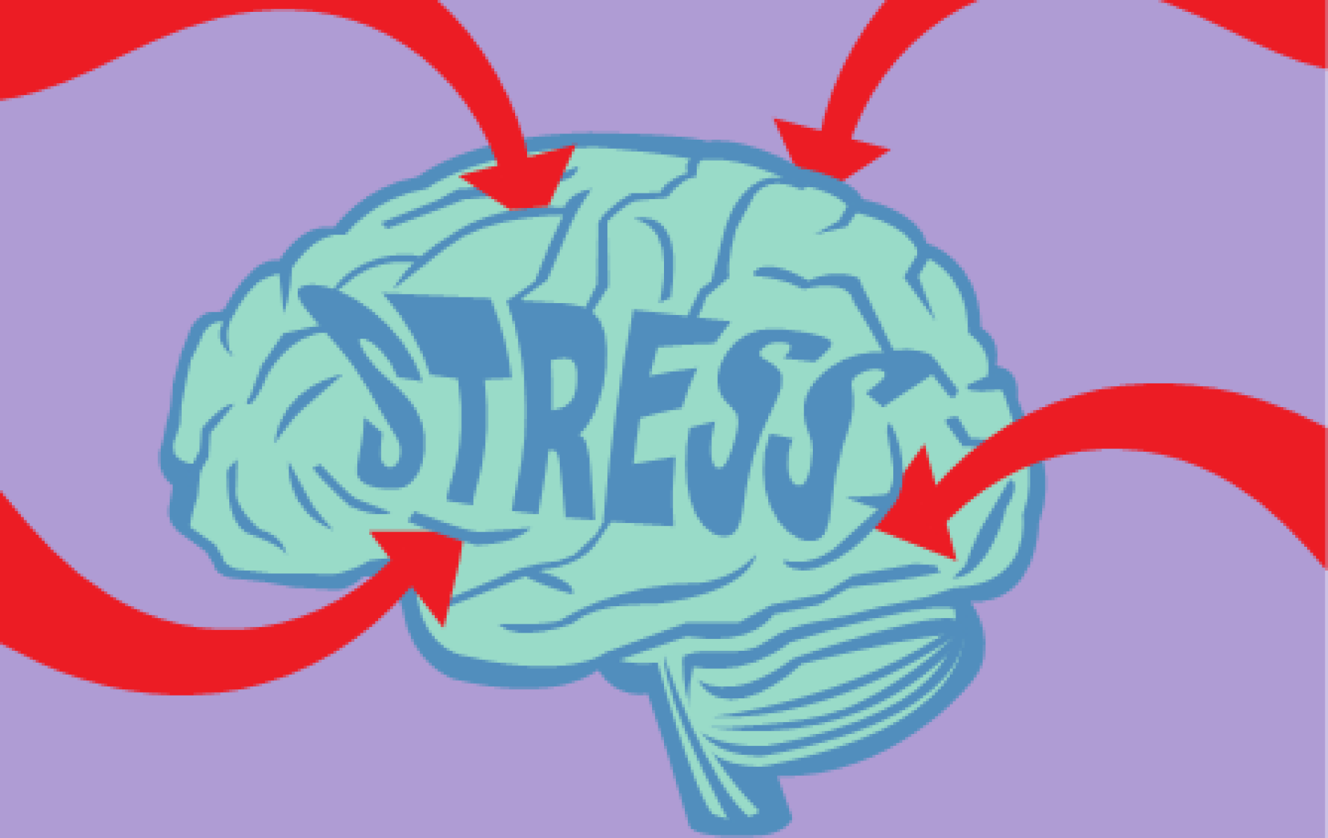 how stress affects the brain