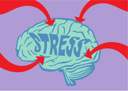 how stress affects the brain